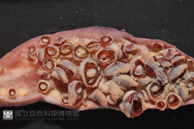 奇妙帆魷藏品圖，第4張