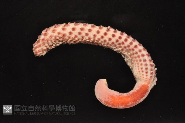 麥氏棘羽海鰓藏品圖，第4張