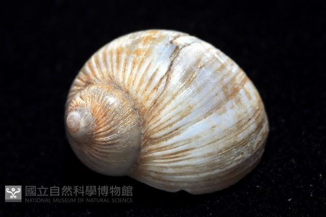 小灰玉螺藏品圖，第4張