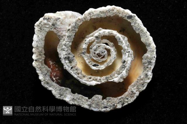 大蛇螺藏品圖，第4張