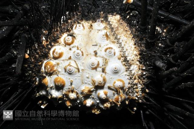 冠刺棘海膽藏品圖，第4張