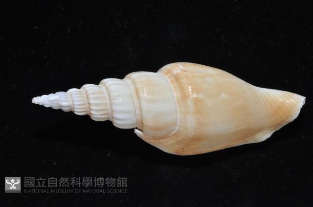 竹筍鳳凰螺藏品圖，第4張