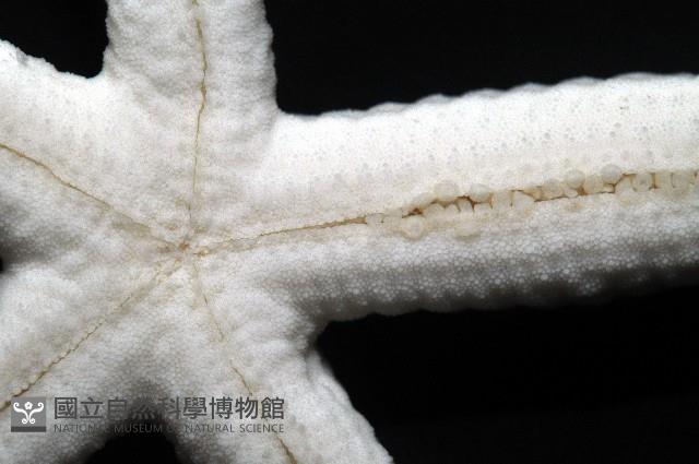 多篩指海星藏品圖，第4張