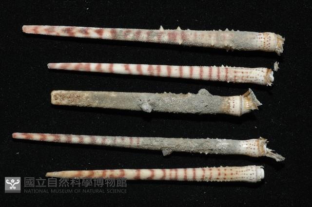 棒棘鋸頭帕(環鋸棘頭帕)藏品圖，第5張