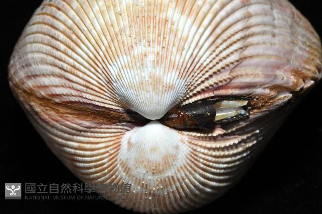長鳥尾蛤藏品圖，第4張