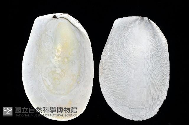 菲律賓巨狐蛤藏品圖，第4張