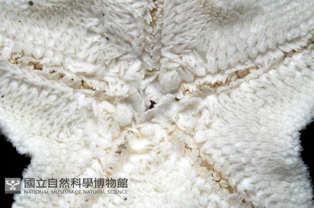 花冠海燕藏品圖，第4張