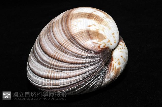 鉛球簾蛤藏品圖，第4張