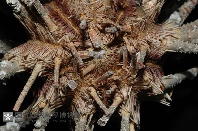 棒棘鋸頭帕(環鋸棘頭帕)藏品圖，第4張