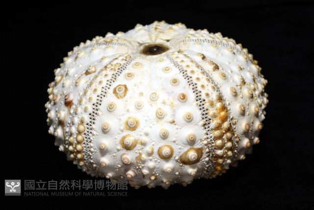沙氏(藍環)冠海膽藏品圖，第4張