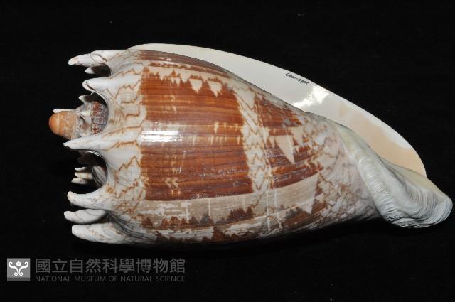 帝王渦螺藏品圖，第4張