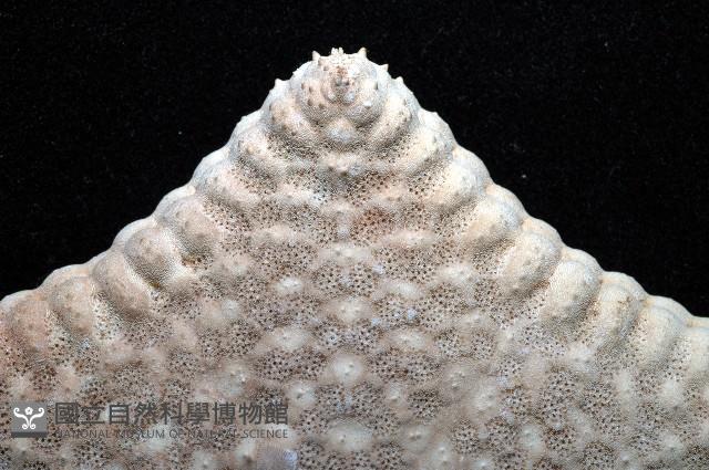 麵包海星(饅頭海星)藏品圖，第4張