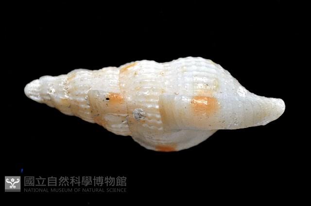 卡明氏布紋螺藏品圖，第4張