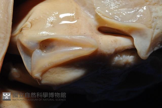 夏威夷雙柔魚藏品圖，第4張