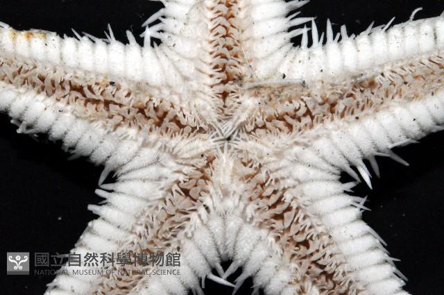 華普槭海星藏品圖，第4張