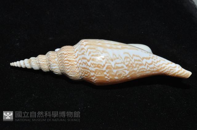 金斧鳳凰螺藏品圖，第4張