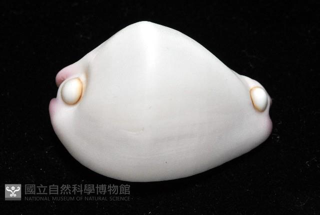 玉兔螺藏品圖，第4張