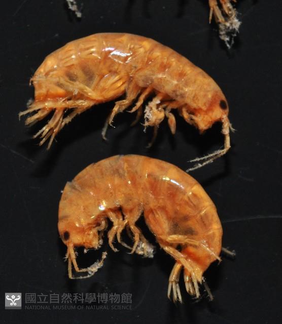 鳳凰母布氏蝦藏品圖，第4張