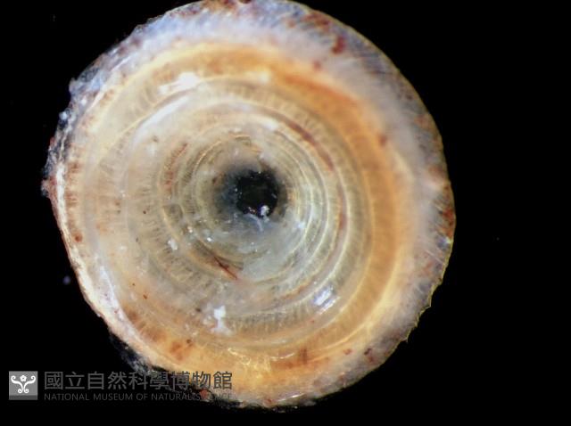 姬臺灣山蝸牛藏品圖，第4張