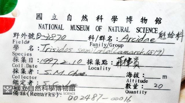 半扭魁蛤藏品圖，第4張
