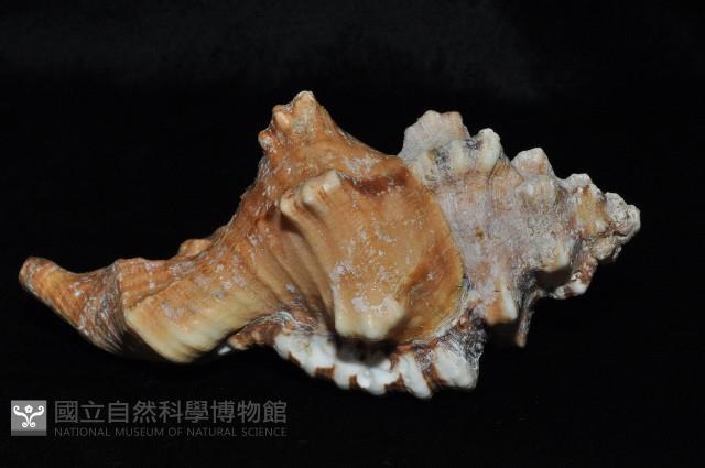 象鼻法螺藏品圖，第4張