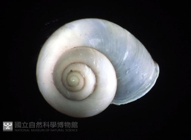 斑青山蝸牛藏品圖，第4張