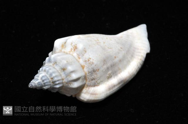 黑嘴鳳凰螺藏品圖，第4張