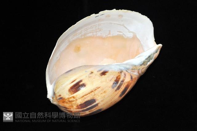 椰子螺藏品圖，第4張
