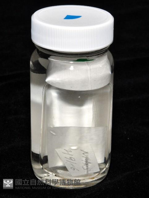 鳳凰母布氏蝦藏品圖，第4張