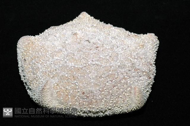 麵包海星(饅頭海星)藏品圖，第4張