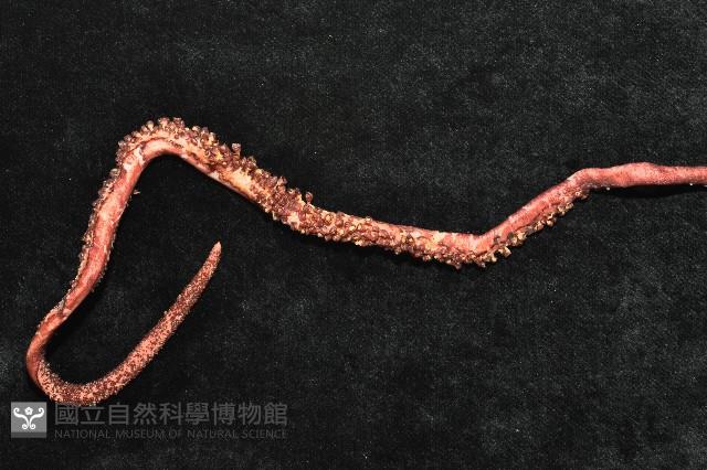 心鰭鞭魷藏品圖，第4張