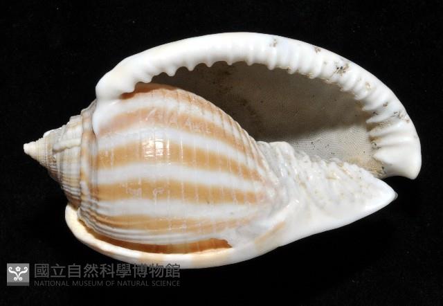 條紋鬘螺藏品圖，第4張