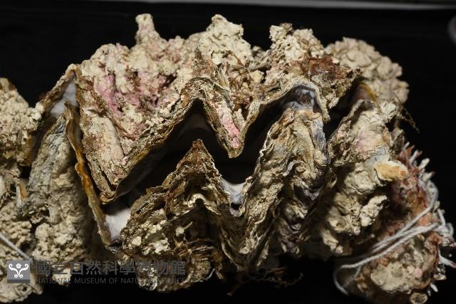鋸齒牡蠣藏品圖，第4張