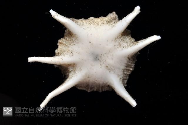棘刺冠杯珊瑚藏品圖，第4張
