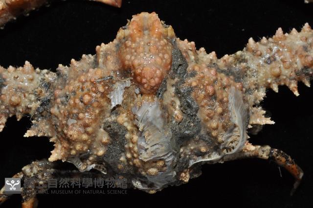 強壯菱蟹藏品圖，第4張