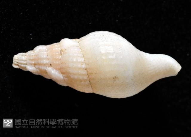 卡明氏布紋螺藏品圖，第4張