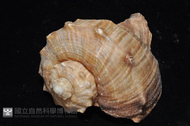 白皺岩螺藏品圖，第4張
