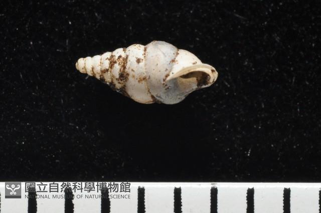 趙氏芝麻蝸藏品圖，第4張