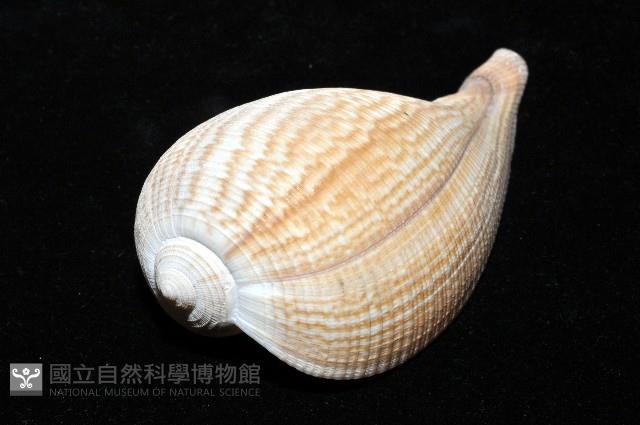 大枇杷螺藏品圖，第4張