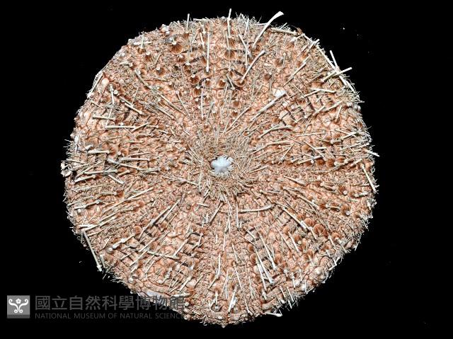 裸軟海膽藏品圖，第4張