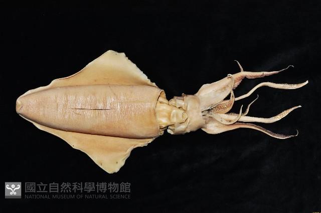 菱鰭烏賊藏品圖，第4張
