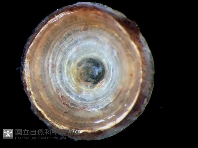 姬臺灣山蝸牛藏品圖，第4張