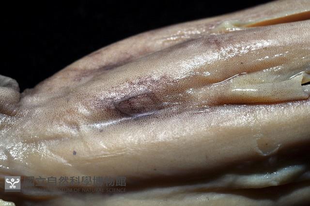 新種章魚tw5藏品圖，第4張