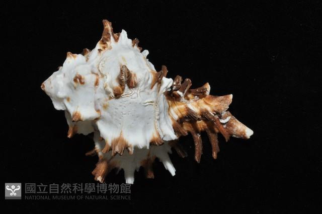 大千手螺藏品圖，第5張