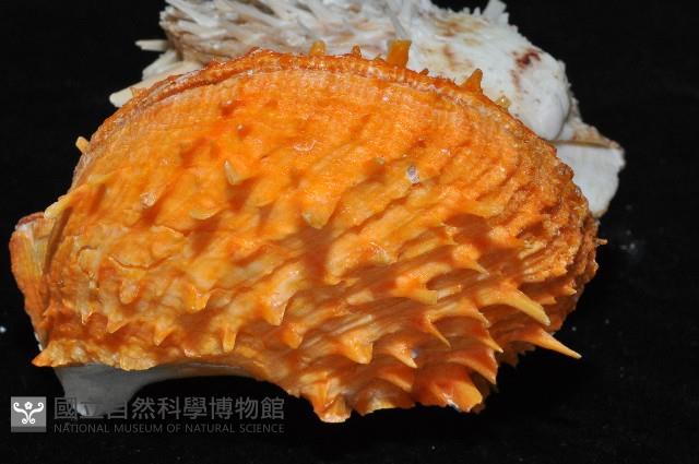 黃金海菊蛤藏品圖，第5張