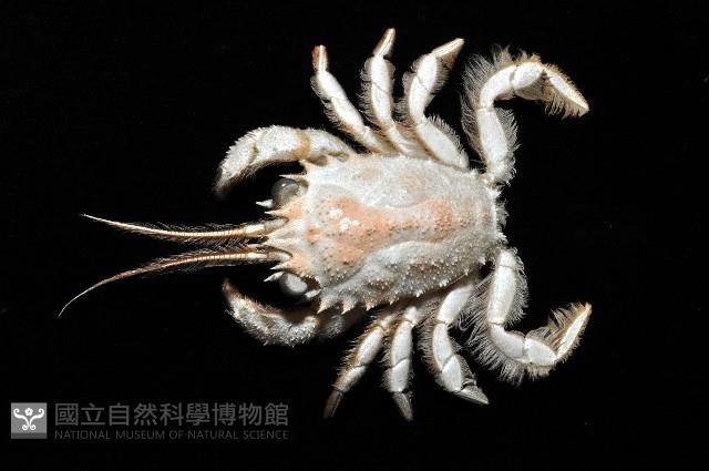 顯著瓊娜蟹藏品圖，第4張