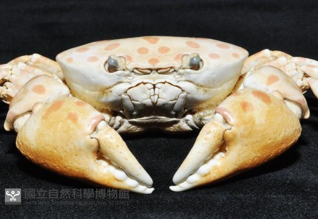 紅斑斗蟹藏品圖，第4張