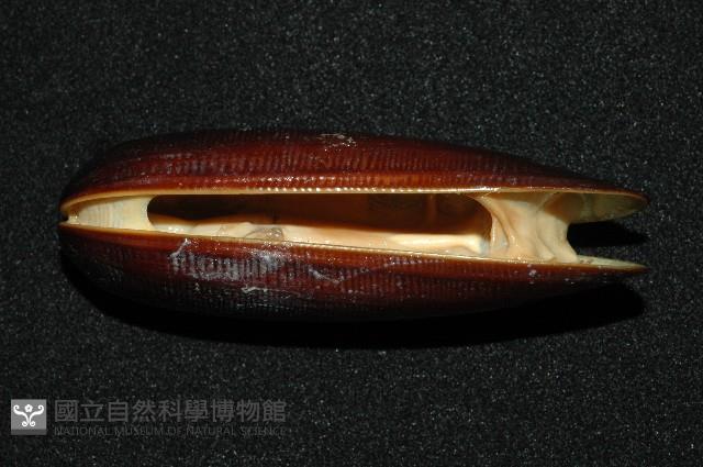 黑石蜊藏品圖，第4張