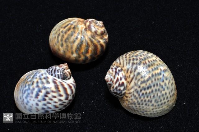 豹斑玉螺藏品圖，第4張