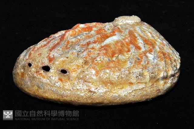 赤金鮑螺藏品圖，第5張